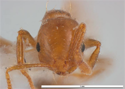 Photo 1. Front view, 'minor' worker, red imported fire ant, Solenopsis invicta.