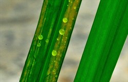 Photo 3. Droplets oozing from infected rice leaves, containing Xanthomonas oryzae pv. oryzae, the bacterial leaf blight pathogen.