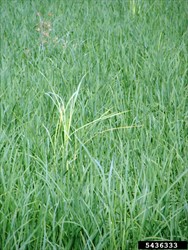 Photo 1. Bakanae disease, Gibberella fujikuroi, as it appears in the field.