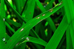 Photo 1. Diamond-shaped spots on the leaves of rice leaves caused by blast, Magnaporthe oryzae.