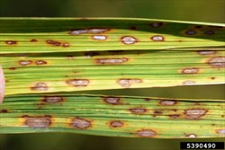 Photo 3. Late infection of rice by brown leaf spot, Cochliobolus miyabeanus, showing light grey centres and brown margins.