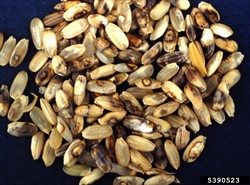 Photo 4. Eye-spot symptoms on rice grains caused by the brown leaf spot fungus, Cochliobolus miyabeanus.