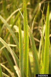 Photo 1. Early infection of rice by brown leaf spot, Cochliobolus miyabeanus.