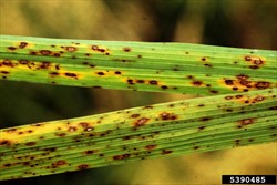 Photo 2. Infection of rice by brown leaf spot, Cochliobolus miyabeanus.