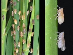 Photo 4. If insecticides are used, and there are no predators or parasites, populations of brown planthopper, Nilaparvata lugens, increase rapidly.