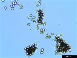 Photo 4. False smut spores (Ustilaginoidea virens), from infected rice grains.