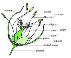 Diagram. Structure of a grass flower.