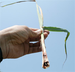 Photo 3. Damage ('deadhearts') to rice stem by Chilo auricilius.