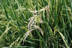 Photo 4. 'Whitehead' - a symptom caused by stem borers: the base of the panicle is damaged preventing it from emerging or, if already emerged, the grain is unfilled and white.
