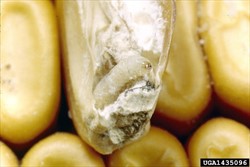 Photo 1. The larvae of the grain moth, Sitotroga cerealella, bores into the kernel of grains and eats the endosperm and germ.