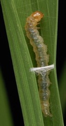 Photo 1. Larva rice leaf folder, Cnaphalocrocis medinalis.