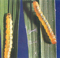 Photo 1. Larvae rice leaf roller, Marasmia exigua.