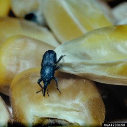 Photo 3. Rice weevil, Sitophilus oryzae, adult on maize.