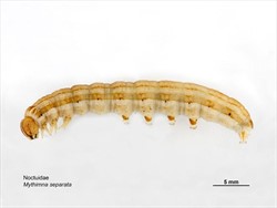 Photo 3. Mature larva, rice armyworm, Mythimna separata, from the side.