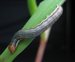Photo 1. Larva, rice armyworm, Mythimna separata.