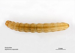 Photo 2. Mature larva of the rice armyworm, Mythimna separata. Note the thin line along the back.