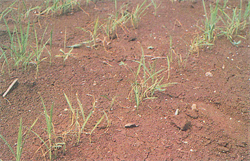 Photo 1. Damage caused by the rice shoot fly, Atherigona oryzae.