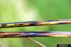 Photo 2. Rice stems with spots and large lesions of stem rot, Magnaporthe salvinii.