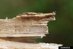 Photo 3. Sclerotia of stem rot, Magaporthe salvinii, on the inside of a leaf sheath.