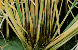 Photo 1. Infection of tillers by stem rot, Magnaporthe salvinii.