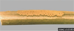 Photo 3. Eggs of the Asiatic stem borer, Scirpophaga suppressalis, laid in rows.