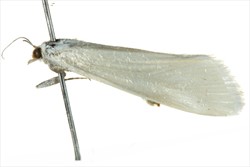 Photo 5. Adult white rice borer, Scirpophaga nivella (side view).