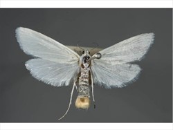 Photo 3. Adult white rice borer (female), Scirpophaga nivella.
