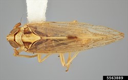 Photo 2. Long-winged form of the white-backed planthopper, Sogatella furcifera.