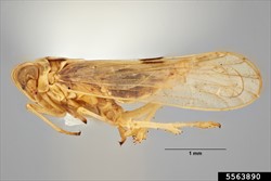 Photo 3. Long-winged form of the white-backed planthopper, Sogatella furcifera (side view).