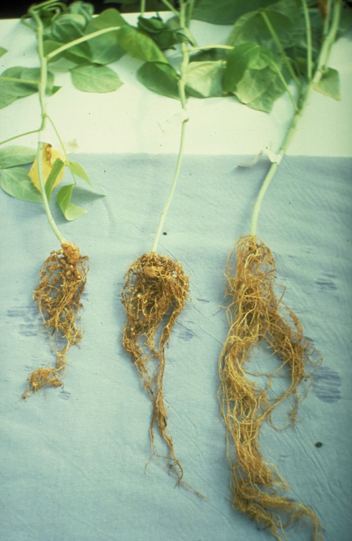 How to Control Root-Knot Nematodes