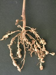 Photo 1. Galls on the roots of Phaseolus bean caused by Meloidogyne species.