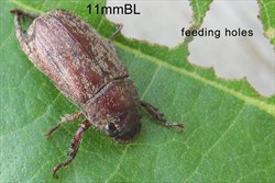 Photo 2. Adult rose beetle, Adoretus versutus, and its feeding holes.