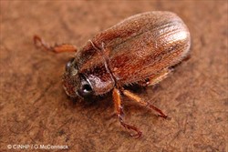 Photo 1. Adult rose beetle, Adoretus versutus, about 12 mm long, brown and covered in brown-red hairs.
