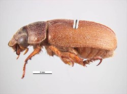 Photo 4. Adult rose beetle, Adoretus versutus, side view.