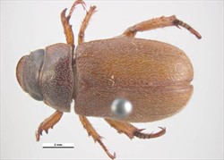 Photo 3. Adult rose beetle, Adoretus versutus, upper or view of the back.