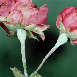 Photo 2. Rose powdery mildew, Podosphaera pannosa, on flower stalks.
