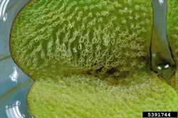 Photo 4. Hairs on the upper surface of a leaf of salvina, Salvinia molesta.