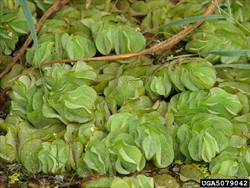 Photo 3. Leaves (fronds) of salvinia, Salvinia molesta, become folded when growing at high density.