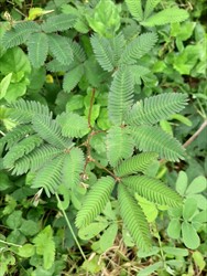 Photo 3. Leaves and leaflets, sensitive plant, Mimosa pudica