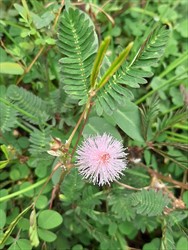 Photo 7. Flowerhead, sensitive plant, Mimosa pudica.