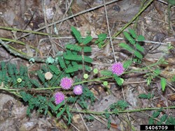 Photo 1. Prostrate (lying flat) habit, sensitive plant, Mimosa pudica.