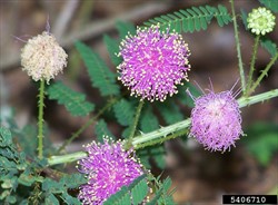 Photo 6. Flowerheads, sensitive plant, Mimosa pudica.
