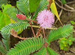 Photo 5. Sensitive plant, Mimosa pudica. On some of the leaflets, the bristles at the edges can just be seen.
