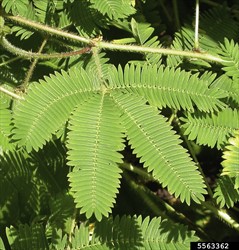 Photo 4. Leaves and leaflets, sensitive plant, Mimosa pudica.