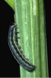 Photo 3. Late stage caterpillar, Spodoptera exugia. Note the lines along the side of the body and the one along the back.