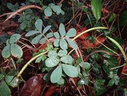 Photo 7. Long thin fruits, sicklepod, Senna obtusifolia.