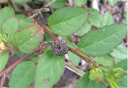 Photo 7. Close-up of mature fruit of sida, Sida acuta.