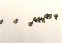 Photo 8. Seeds of sida, Sida acuta. The seeds are inside these structures. The bristles or awns are shown.