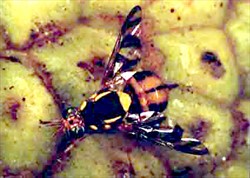 Photo 3. Breadfruit fly, Bactrocera umbrosa.