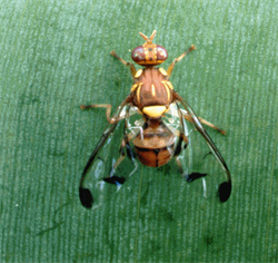 Photo 2. Melon fly, Bactrocera cucurbitae.